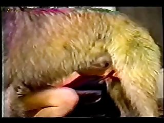 Animal Zoo Gay Sex