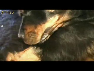 Animal And Woman Hot Sex