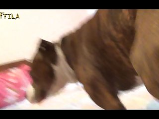 Xnxx Animal Girls Sex