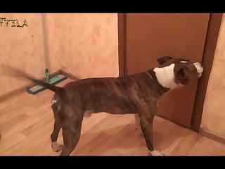 Xnxx Animal Girls Sex