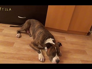 Xnxx Animal Girls Sex