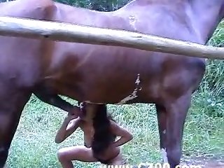 Sex With Animal Vedios