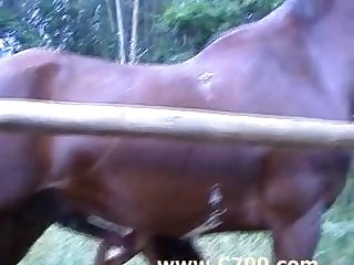 Sex With Animal Vedios