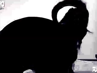 Dog Eating Girls Pussy Porn