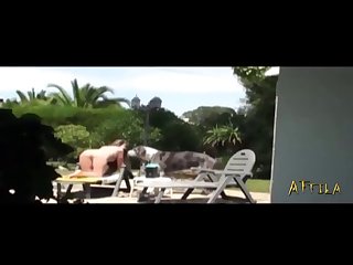 Zoofilia Videos Completos