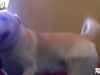 Bestiality Breeding Animal Sex Erotica