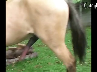 Animal Sex Gifs