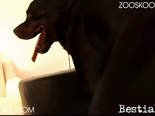 Animal Crossing Porn Video