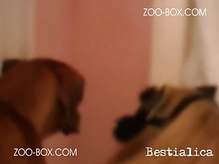 Porn Video With Animal