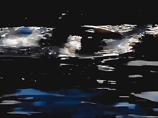 Dolphins
