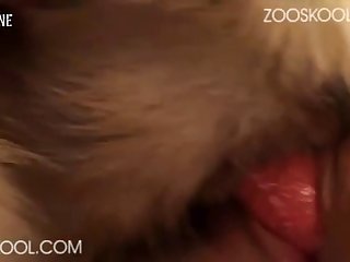 Compilation Dog Porn