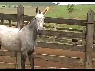 Heat Foal Season