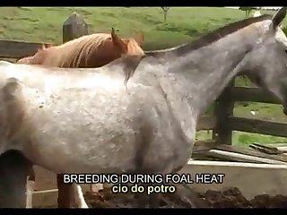Heat Foal Season