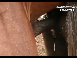 Heat Foal Season