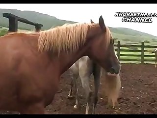Heat Foal Season