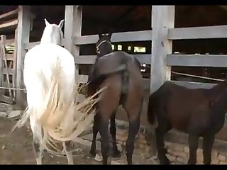 Horse Mare Hot 2 Youtube