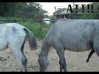 Vt05022016 Stallion 007 Vs Mare Lua Sc 01