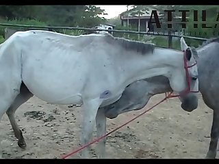 Vt05022016 Stallion 007 Vs Mare Lua Sc 01