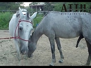 Vt05022016 Stallion 007 Vs Mare Lua Sc 01