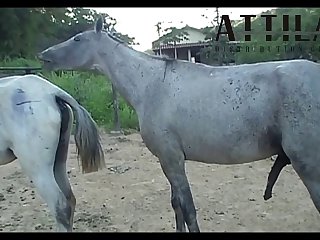 Vt05022016 Stallion 007 Vs Mare Lua Sc 01