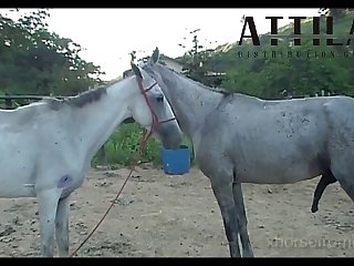 Vt05022016 Stallion 007 Vs Mare Lua Sc 01
