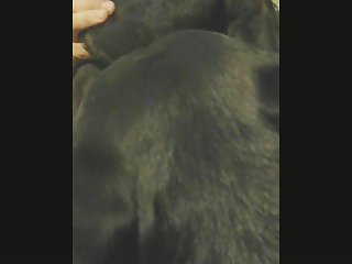 Suck Dog Porn