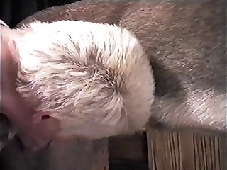 Zoo Porn Hypno