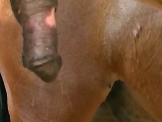 Animal Sex With Animal