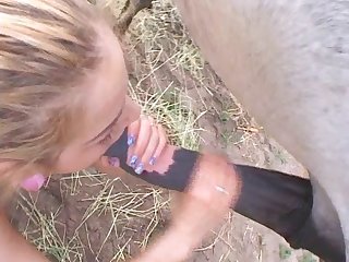 Animal Sex Gay Horse
