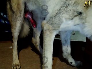 Xxx Dog Girl