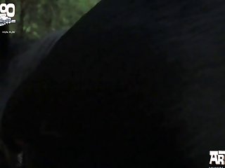Videos Porno Con Animales