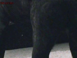 Dog And Girl Porn