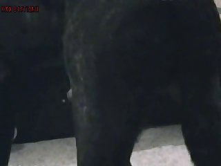 Dog And Girl Porn